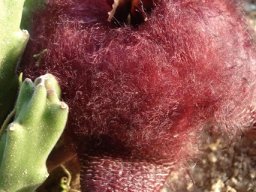 Stapelia hirsuta var. hirsuta taking hairiness far